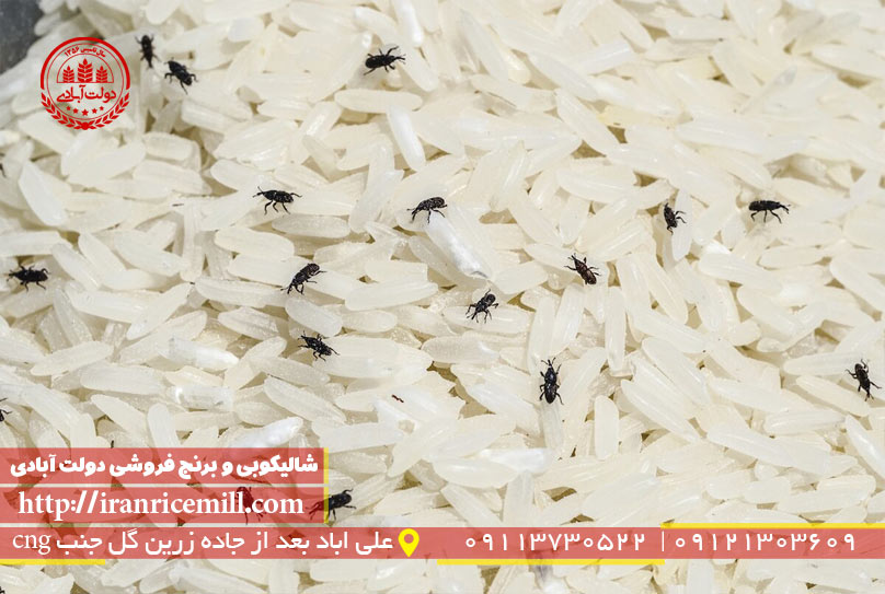 روش های جلوگیری از شپشک برنج