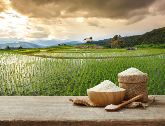 14 نکته مهم در خرید برنج شمال